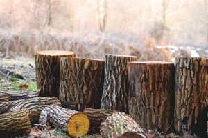 Il legno