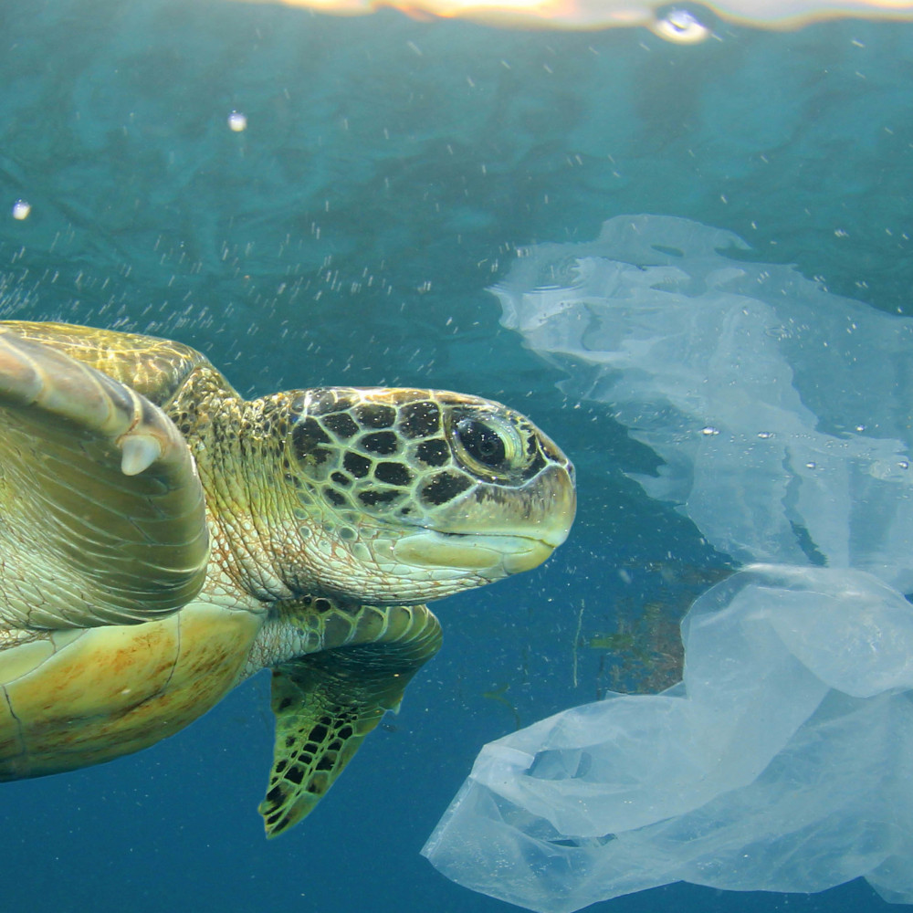 La nostra amata plastica : ce la teniamo per 1000 anni!
