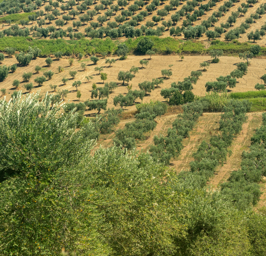 Lo smaltimento dei residui di potatura