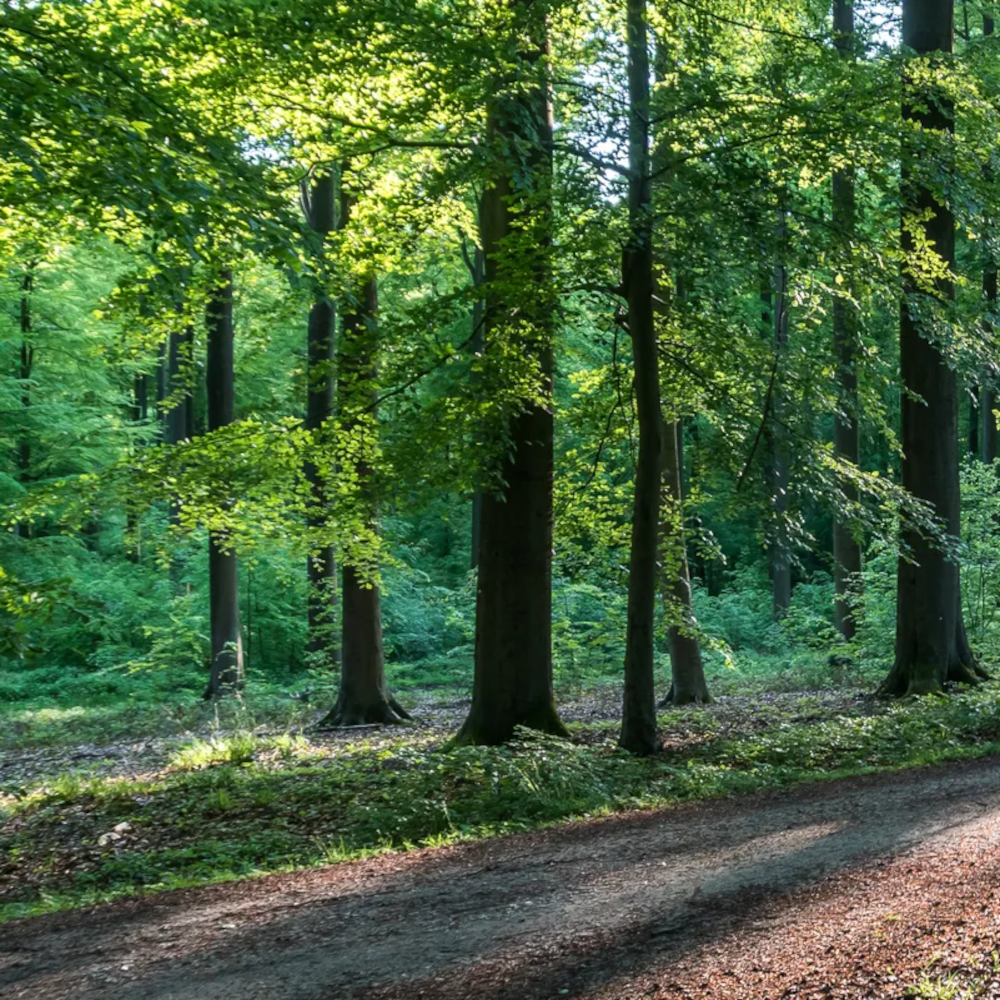 alberi e riciclo